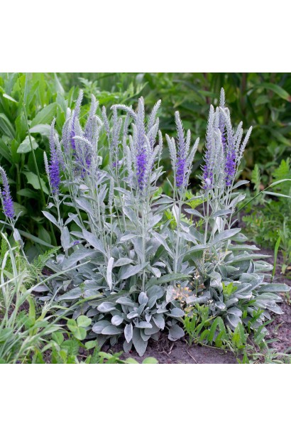 Вероніка сиза з синіми квітами